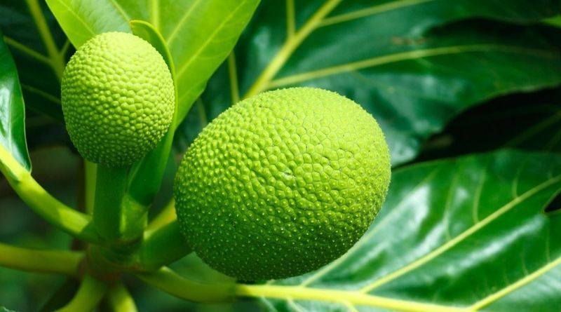 breadfruit benefits